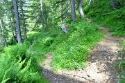 89 Rientrato per breve tratto sul sent. 213 (Gemelli-Calvi) qui riprendo il sentiero delle Foppe in discesa 